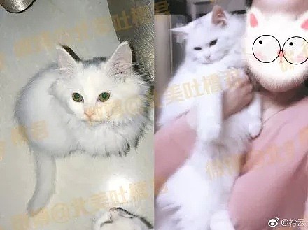 “你养的猪真可爱！” “这tm是猫！！猫！！” - 28