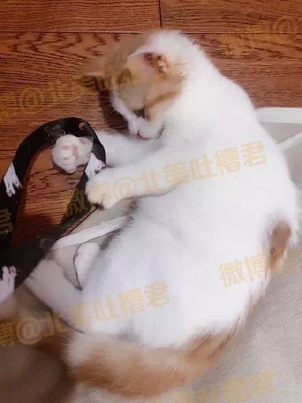 “你养的猪真可爱！” “这tm是猫！！猫！！” - 35