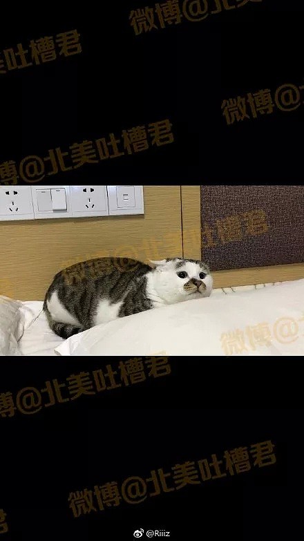 “你养的猪真可爱！” “这tm是猫！！猫！！” - 39