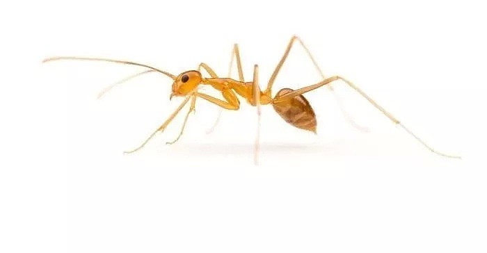 注意！澳洲发现疯狂蚂蚁入侵！繁殖能力极强，已有人因此失明！（组图） - 3