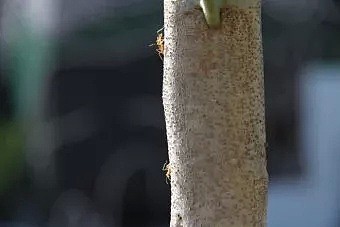 注意！澳洲发现疯狂蚂蚁入侵！繁殖能力极强，已有人因此失明！（组图） - 8