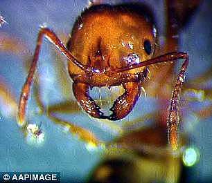 4CAB0DA000000578-5776239-An_infestation_of_native_South_American_red_fire_ants_pictured_c-a-4_1527413783623.jpg,0