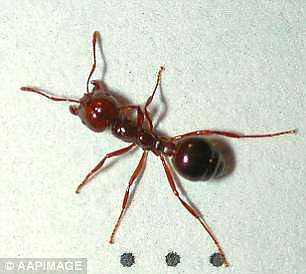 4CAB0DA800000578-5776239-The_ants_can_also_cause_anaphylactic_shocks_which_are_serious_al-a-1_1527413782730.jpg,0