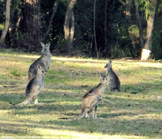 The four-year-old eastern grey kangaroo (pictured with arrow) was found by Nancy O'Brien on her Bradleys Lane property in North Warrandyte