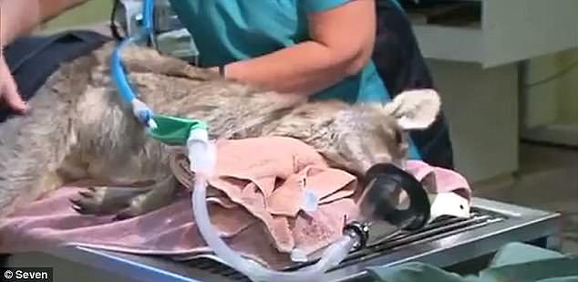 The roo was rushed to an animal shelter where it underwent life saving surgery 
