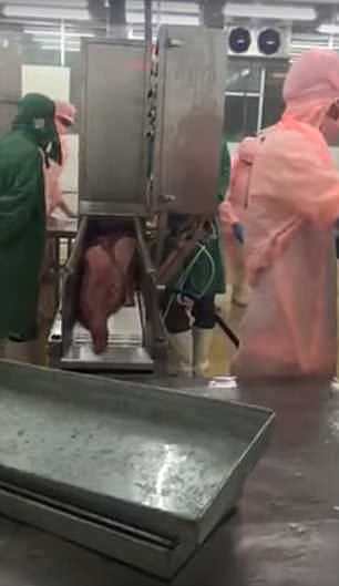 注意！澳洲寿司真相曝光！在越南注入致命气体，两年冻肉也能“粉红鲜亮”！（视频 / 组图） - 4