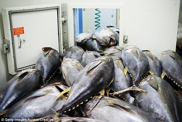 4CB84BC400000578-5781065-A_pile_of_mid_sized_Yellowfin_Tuna_waiting_to_be_cleaned_at_a_tu-a-1_1527607834067.jpg,0