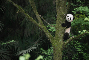 IMAX的原创3D纪录片《熊猫》将于6月7 日在IMAX墨尔本博物馆独家首映 - 4