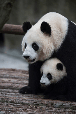 IMAX的原创3D纪录片《熊猫》将于6月7 日在IMAX墨尔本博物馆独家首映 - 3