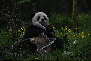 IMAX的原创3D纪录片《熊猫》将于6月7 日在IMAX墨尔本博物馆独家首映 - 5