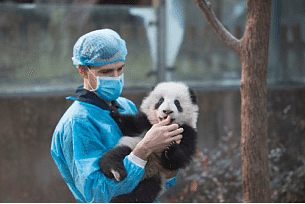 IMAX的原创3D纪录片《熊猫》将于6月7 日在IMAX墨尔本博物馆独家首映 - 8