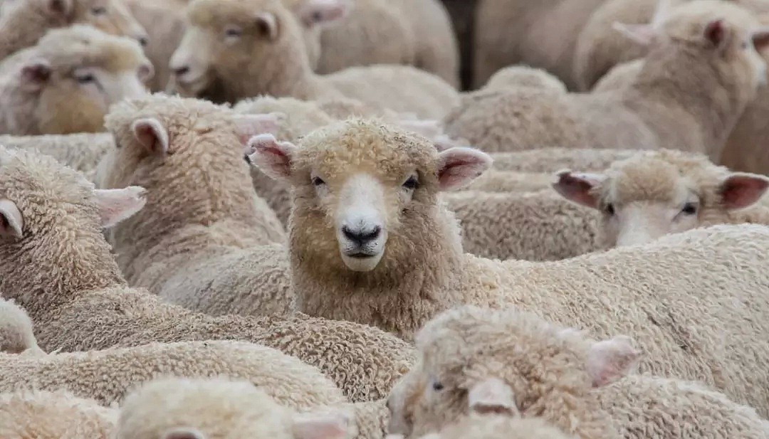 辣眼睛！秘密运送2万只绵羊给ISIS当性奴？新西兰农民莫名其妙上了头条（组图） - 1