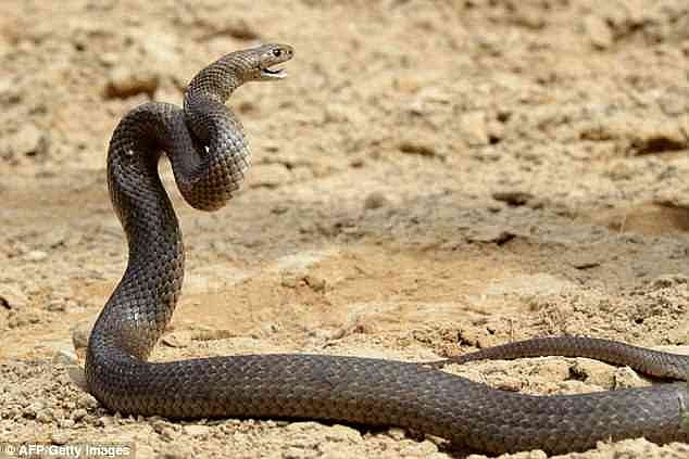 A motorcyclist who crashed on a private property was then bitten on the lower limbs by a suspected Eastern brown snake in Queensland (stock picture) on Wednesday morning