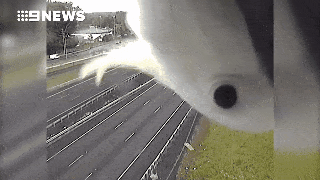 视频疯传6000+次！澳洲这个道路摄像头厉害了！不仅能查超速，还能拍“真鸟秀”...（视频） - 3