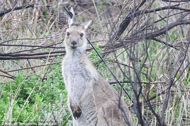 The kangaroo was found by a visitor at Canunda National Park, in South Australia, last week