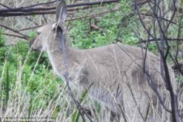 The kangaroo unfortunately had to be euthanised after staff assessed the damage and concluded it would cause a lot of pain for the animal