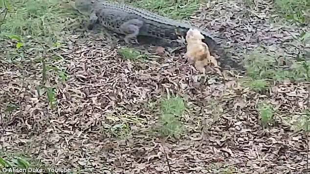 Dumb Blonde came to fame after a video of the pooch chasing a three-metre saltwater crocodile went viral last year (pictured) 