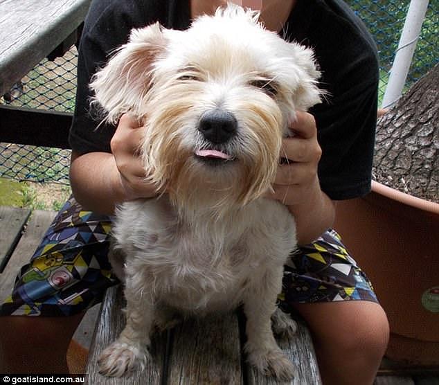 Mr Hansen told Daily Mail Australia the 10-year-old dog (pictured) - a West Highland White Terrier Australian Terrier cross - had been chasing crocodiles by the tail for years