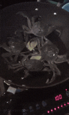 “虾坚强”火了！小龙虾为不被丢进火锅，自断钳子逃生！之后被食客带回家当宠物（视频/组图） - 10