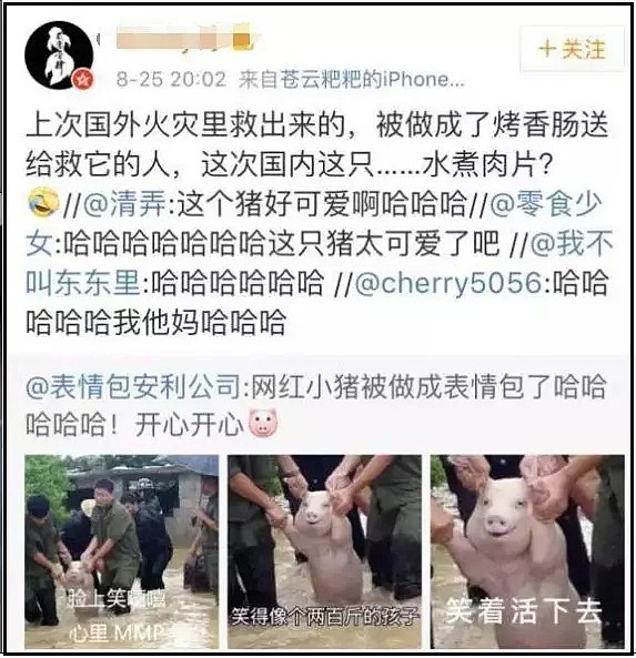 “虾坚强”火了！小龙虾为不被丢进火锅，自断钳子逃生！之后被食客带回家当宠物（视频/组图） - 13