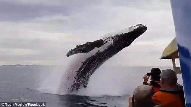A humpback whale realises it's show time and gives an acrobatic display that its audience will never forget