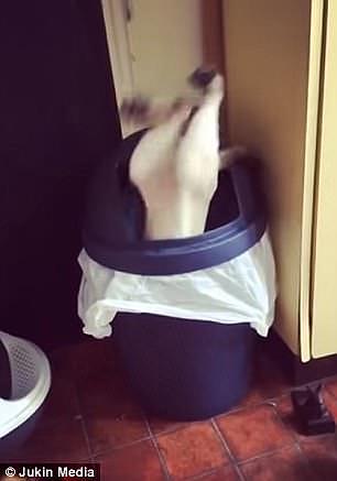 The woman watched and laughed as the cat fell, head first, into the garbage can