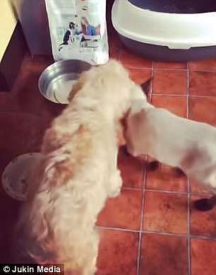 The cat made zero effort to acknowledge the dog's sympathy headbutts, eventually running away