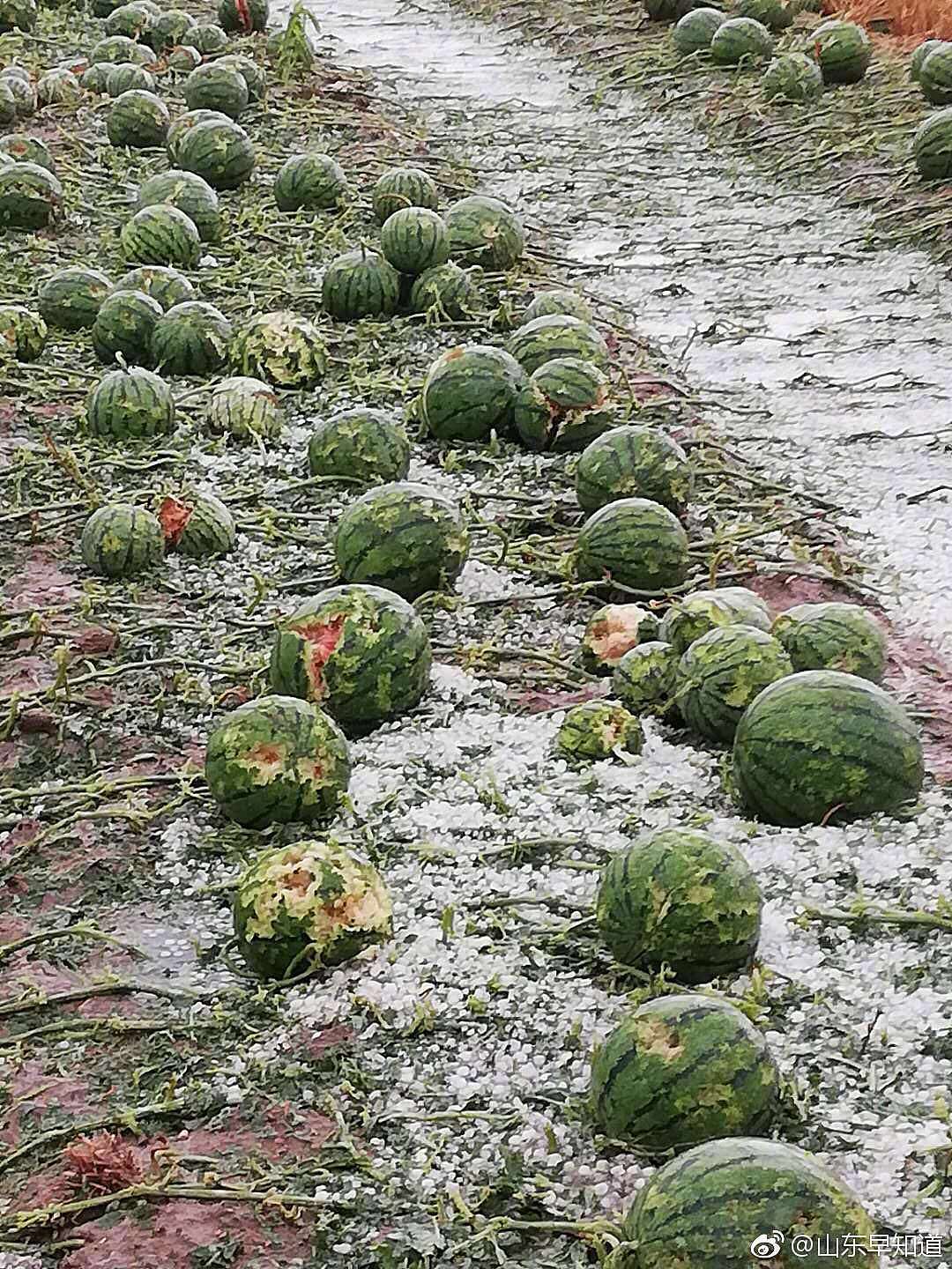 青岛下起“海鲜雨”！了解真实情况后根本笑不出来（组图） - 21