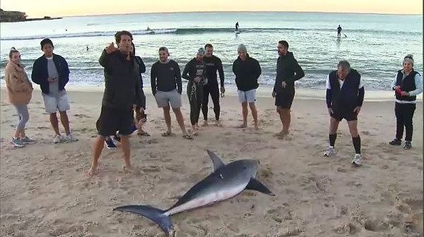 悉尼Bondi海滩今晨突现鲨鱼尸体，长约2米重达200公斤，嘴里有鱼钩...（组图） - 2