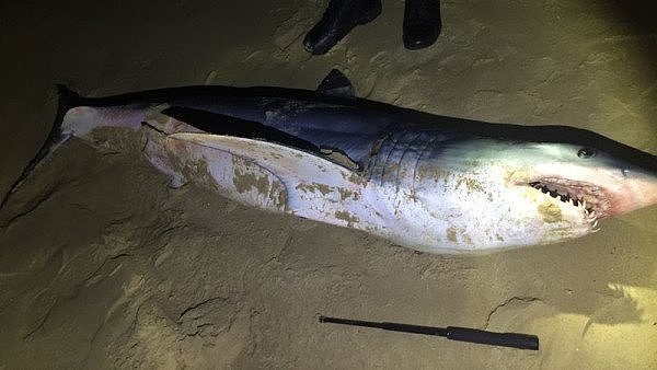 悉尼Bondi海滩今晨突现鲨鱼尸体，长约2米重达200公斤，嘴里有鱼钩...（组图） - 3