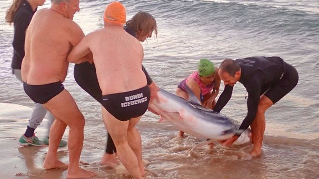 惊！澳洲妹子去邦迪海滩晨跑，竟被一条3米长鲨鱼拦住... - 3