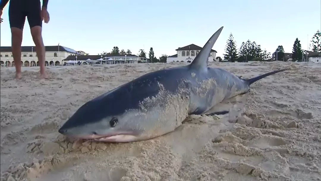 惊！澳洲妹子去邦迪海滩晨跑，竟被一条3米长鲨鱼拦住... - 4