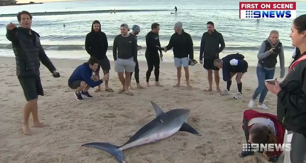 惊！澳洲妹子去邦迪海滩晨跑，竟被一条3米长鲨鱼拦住... - 5