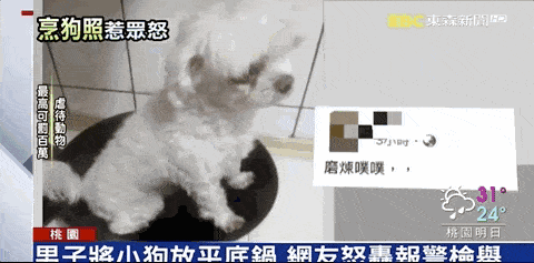 变态！中国男子将狗狗放平底锅煎煮，却说“磨练它”！网友众怒：“抓出来打！”（组图） - 1