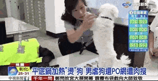 变态！中国男子将狗狗放平底锅煎煮，却说“磨练它”！网友众怒：“抓出来打！”（组图） - 42