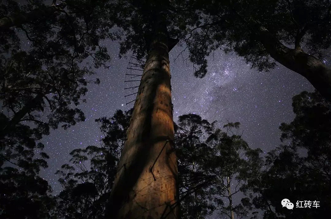 澳洲一棵树引发全球280万人围观，这辈子无论如何也要去体验一下 - 3
