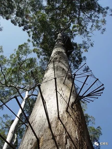 澳洲一棵树引发全球280万人围观，这辈子无论如何也要去体验一下 - 9