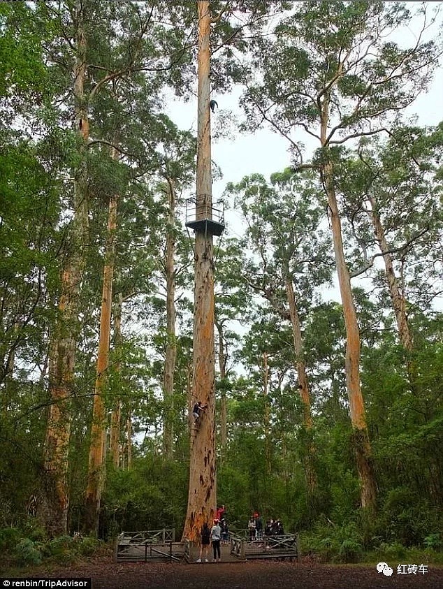 澳洲一棵树引发全球280万人围观，这辈子无论如何也要去体验一下 - 11