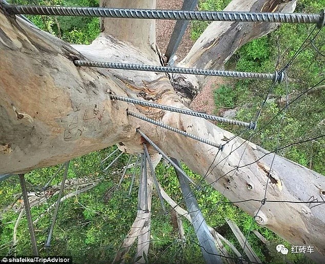 澳洲一棵树引发全球280万人围观，这辈子无论如何也要去体验一下 - 13