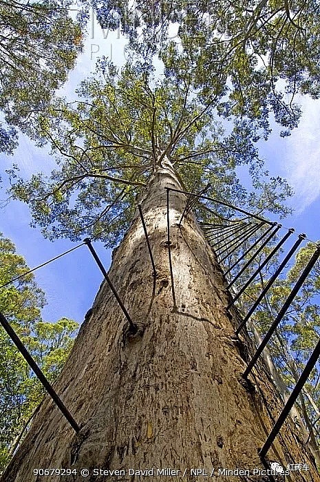 澳洲一棵树引发全球280万人围观，这辈子无论如何也要去体验一下 - 14