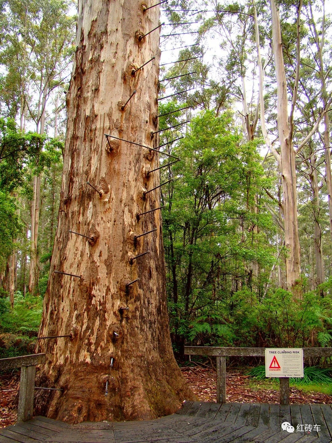 澳洲一棵树引发全球280万人围观，这辈子无论如何也要去体验一下 - 15