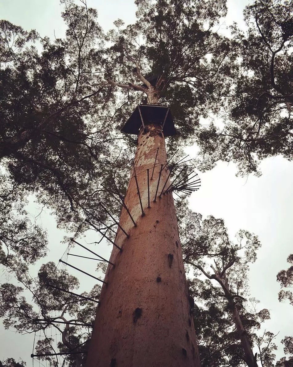 澳洲一棵树引发全球280万人围观，这辈子无论如何也要去体验一下 - 18