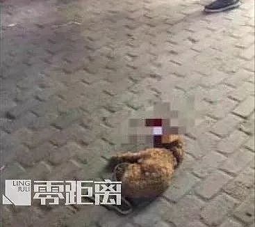 丈夫摔死泰迪遭爱狗人士网络暴力威胁 妻子割腕赔命（组图） - 3