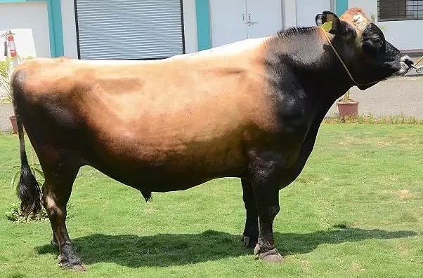 澳洲有一头“神牛”，可大家都想把它卖到中国！因15年来它扛起澳畜牧业半壁江山... - 2