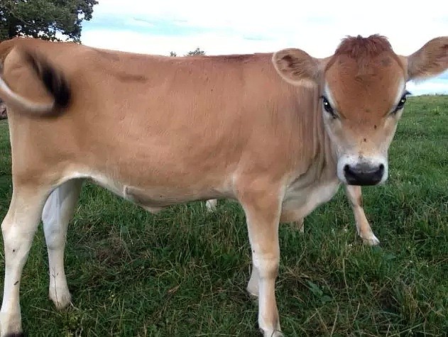澳洲有一头“神牛”，可大家都想把它卖到中国！因15年来它扛起澳畜牧业半壁江山... - 8