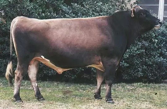 澳洲有一头“神牛”，可大家都想把它卖到中国！因15年来它扛起澳畜牧业半壁江山... - 9