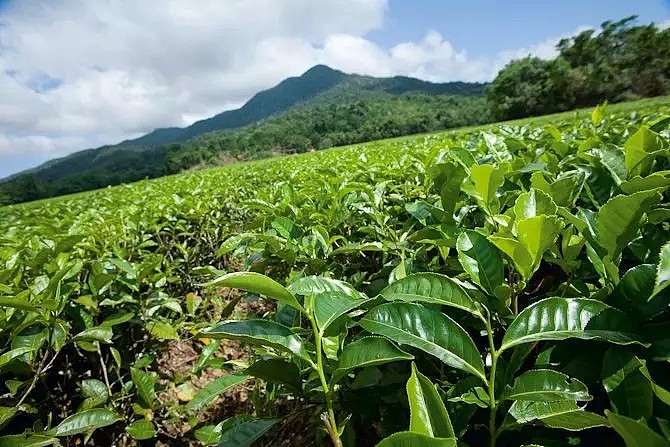 EVE拟收购新州茶树油生产商 携加州分销商进军全球市场 - 1