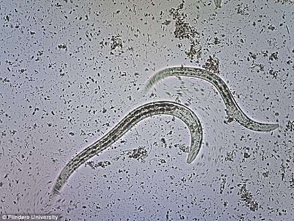 4DABA72400000578-5890187-Researchers_are_worried_the_worm_will_become_resistant_to_treatm-a-2_1530075122446.jpg,0