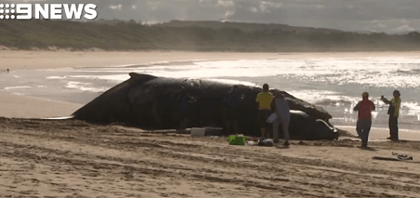 13米长鲸鱼尸体被冲上新州海滩！重达18吨，膨胀3倍险些爆炸...（组图） - 5