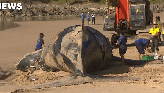 13米长鲸鱼尸体被冲上新州海滩！重达18吨，膨胀3倍险些爆炸...（组图） - 6